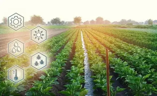 农产品工程师自主创业打造农村电商平台助农