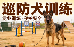持证上岗，专业护航&mdash;&mdash;JYPC巡防犬训练师，筑牢平安防线的职业新选择